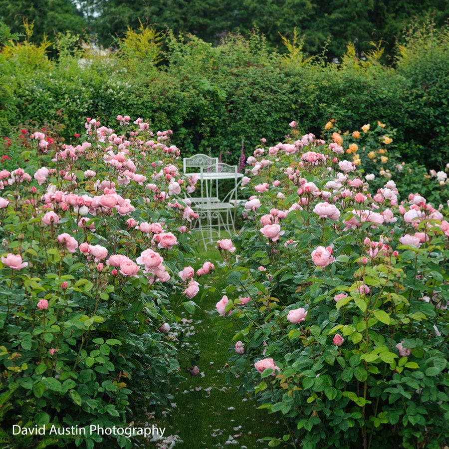 Rosa The Alnwick Rose®