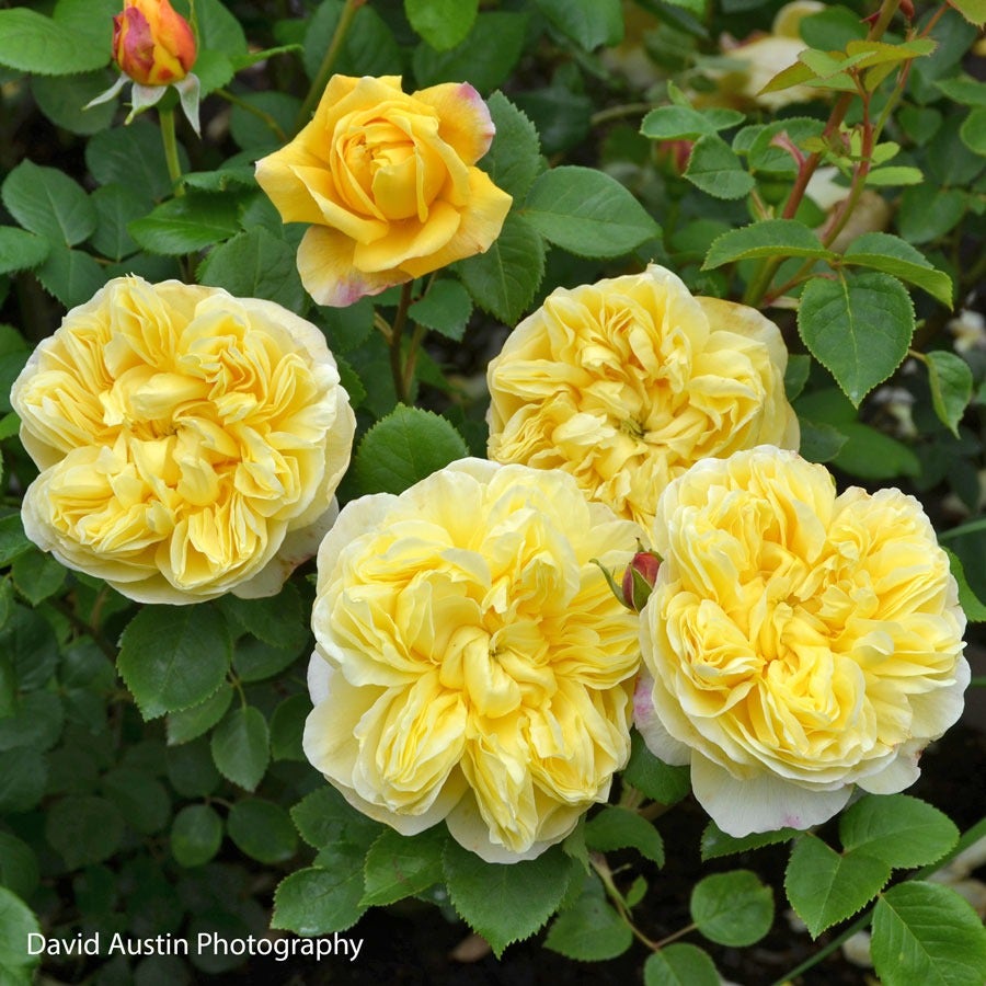 Rosa Charles Darwin