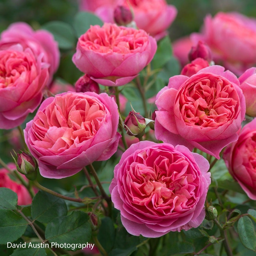 Rosa Boscobel™