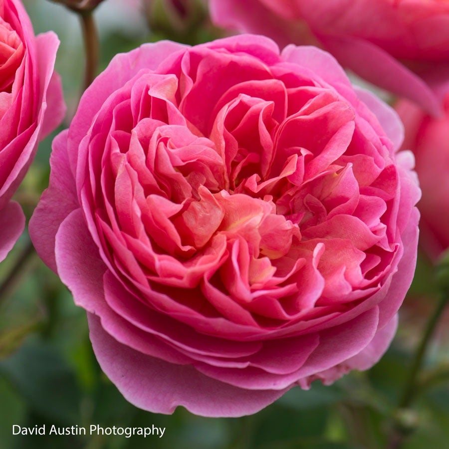 Rosa Boscobel™