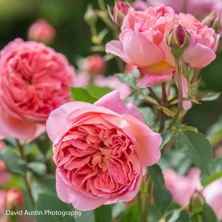 Rosa Boscobel™