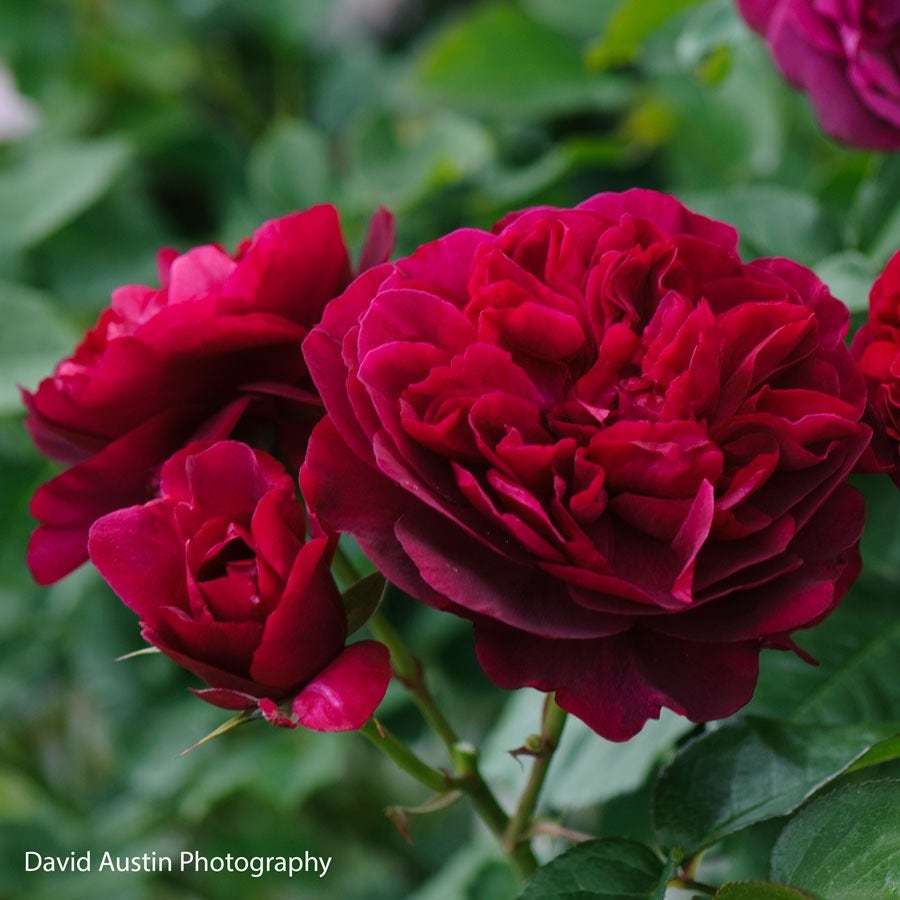 Rosa Darcey Bussell™