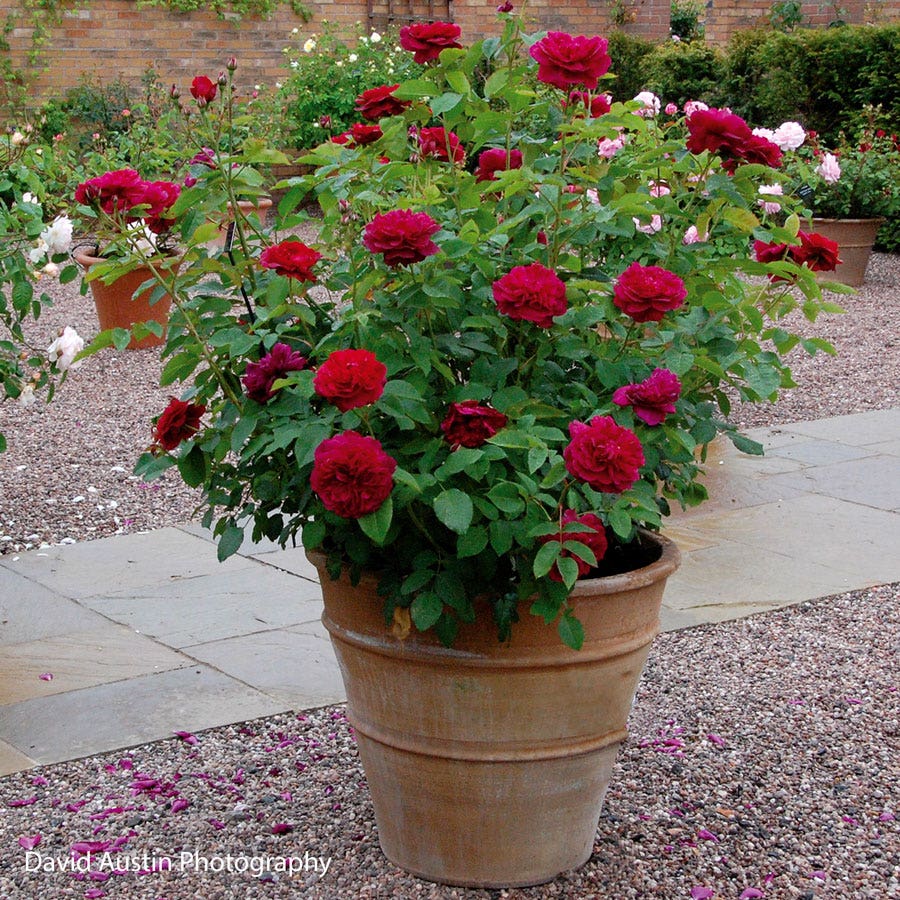 Rosa Darcey Bussell™