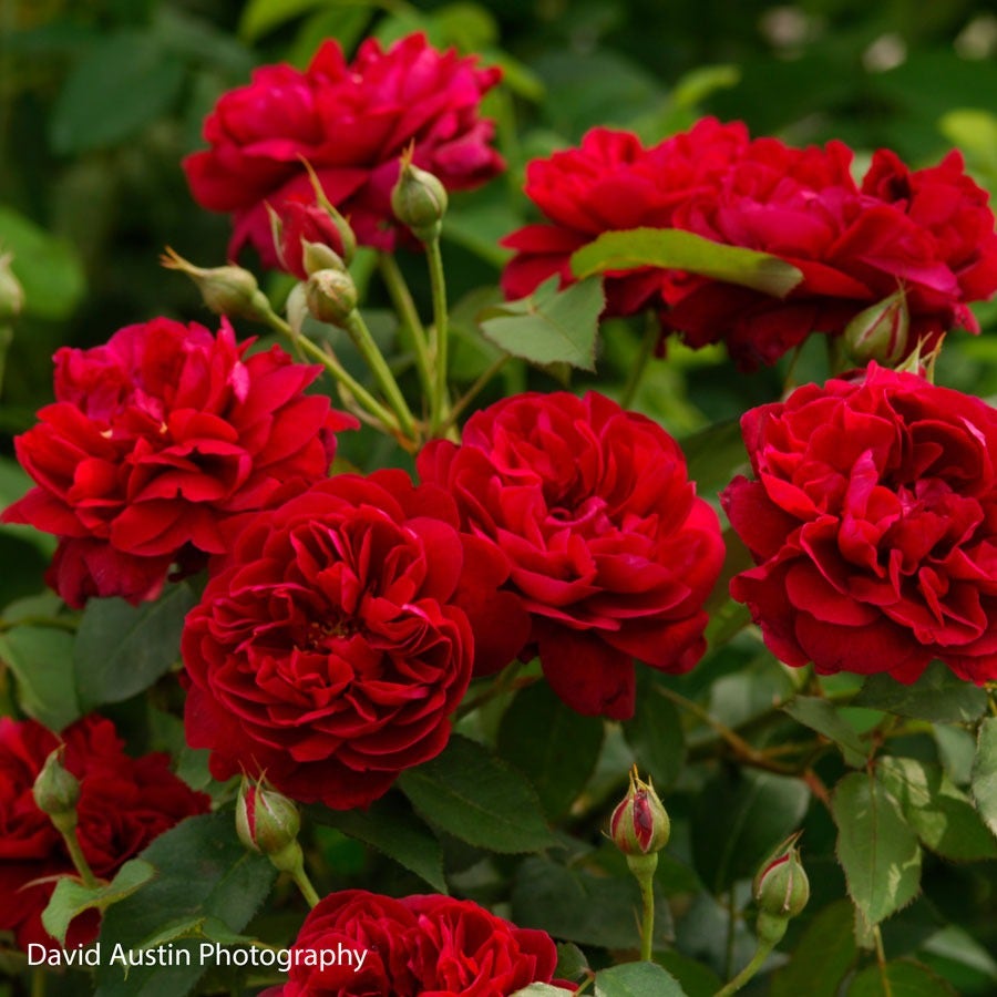 Rosa Darcey Bussell™