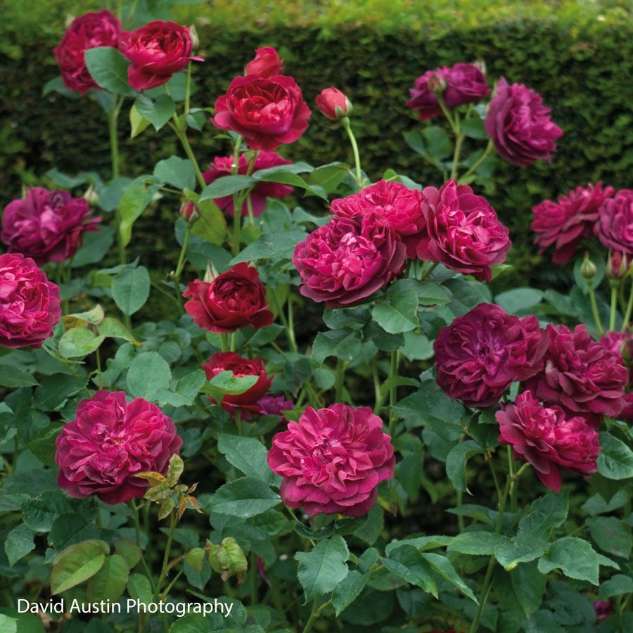 Rosa Darcey Bussell™