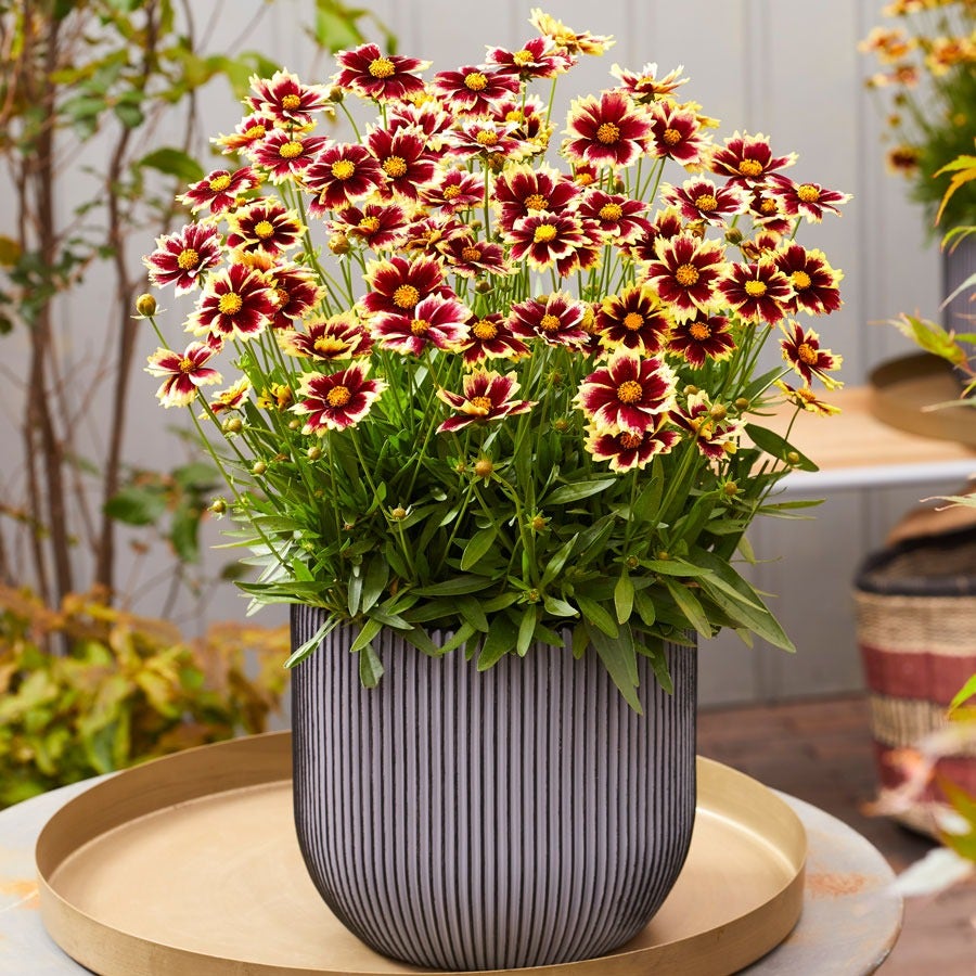 Coreopsis Solar Fancy Tickseed