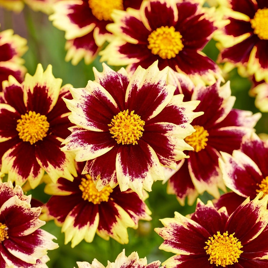 Coreopsis Solar Fancy Tickseed