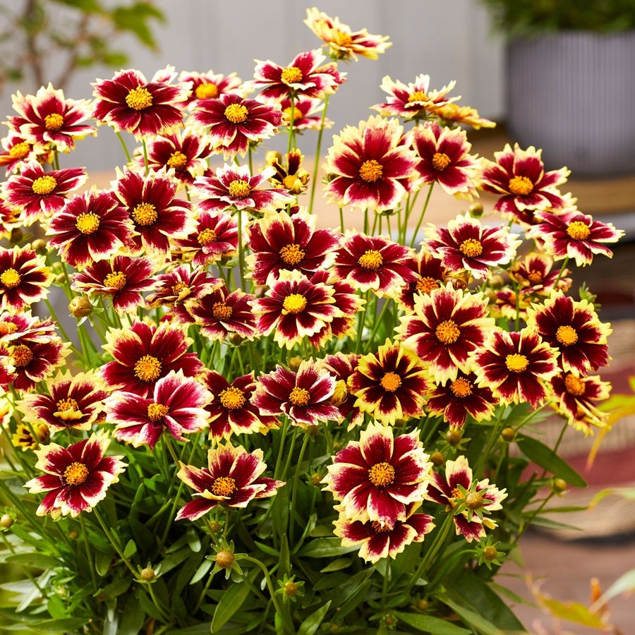 Coreopsis Solar Fancy Tickseed