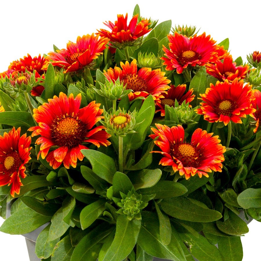 Gaillardia Lunar® 'Eclipse' Blanket Flower