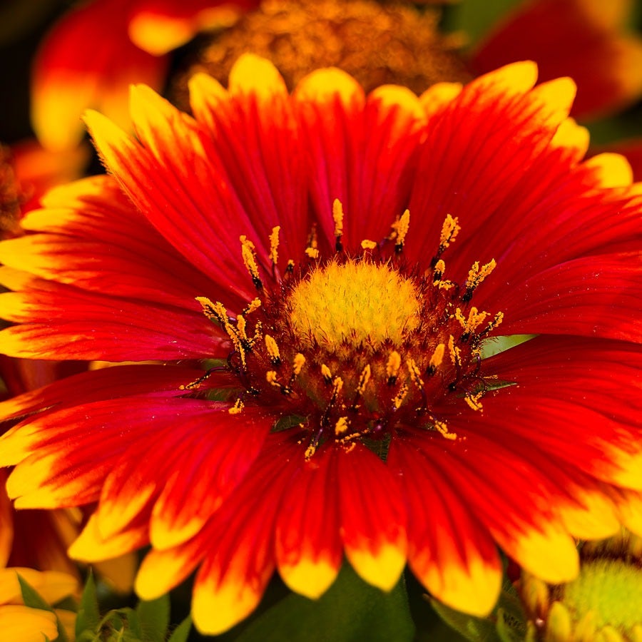 Gaillardia Lunar® 'Eclipse' Blanket Flower