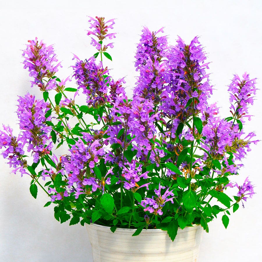 Agastache Sunrise™ Blue Hyssop