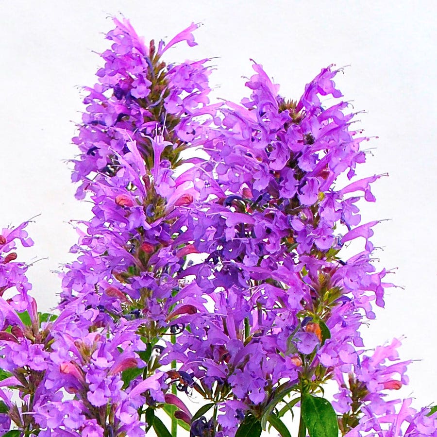 Agastache Sunrise™ Blue Hyssop