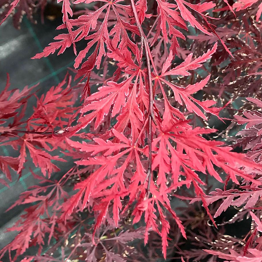 Acer 'Red Dragon' Weeping Japanese Maple