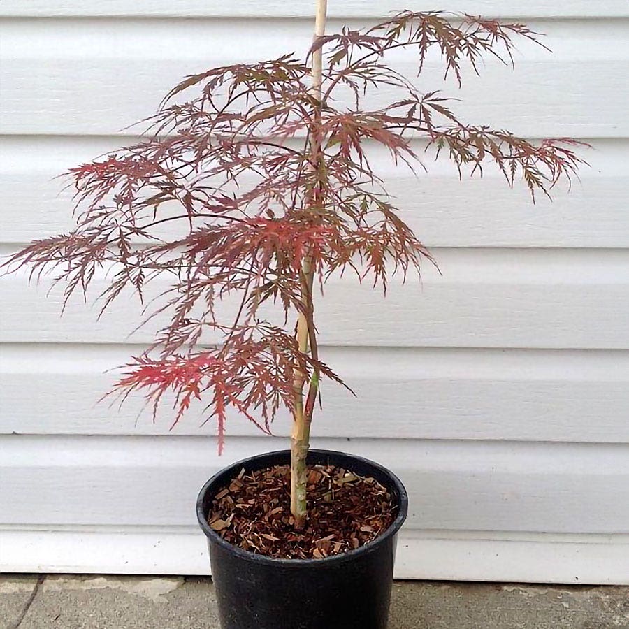 Acer 'Red Dragon' Weeping Japanese Maple