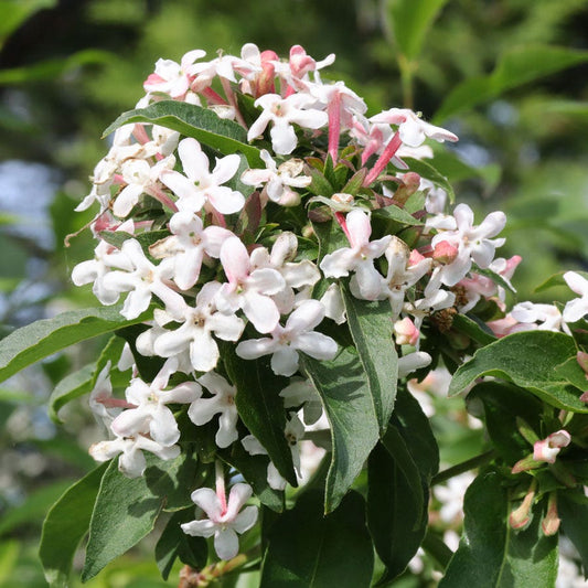 Abelia Sweet Emotion Blaze™