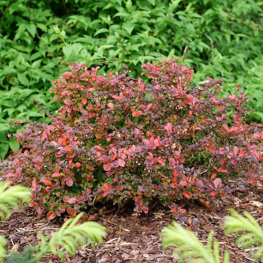 Berberis Sunjoy Really Red™ Barberry