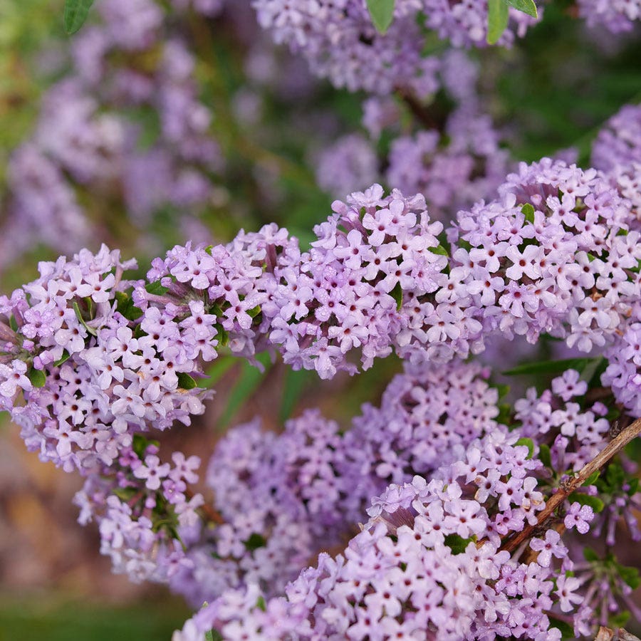 Buddleia Mop Top™ Butterfly Bush