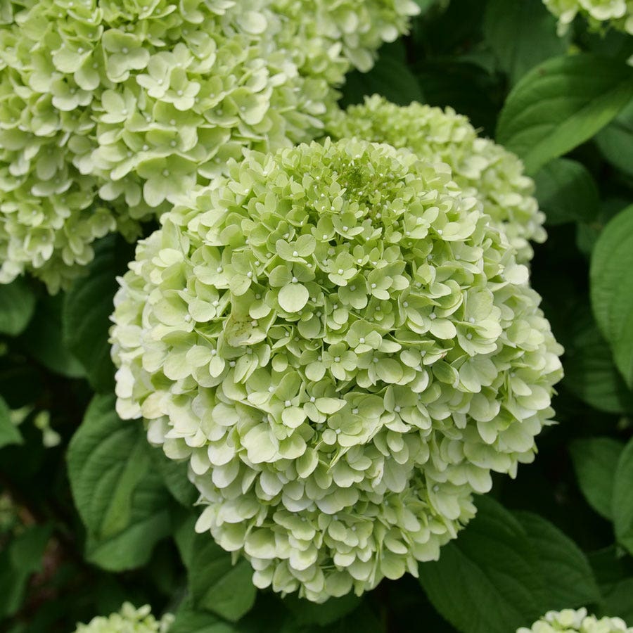 Hydrangea Powerball™ Panicle Hydrangea