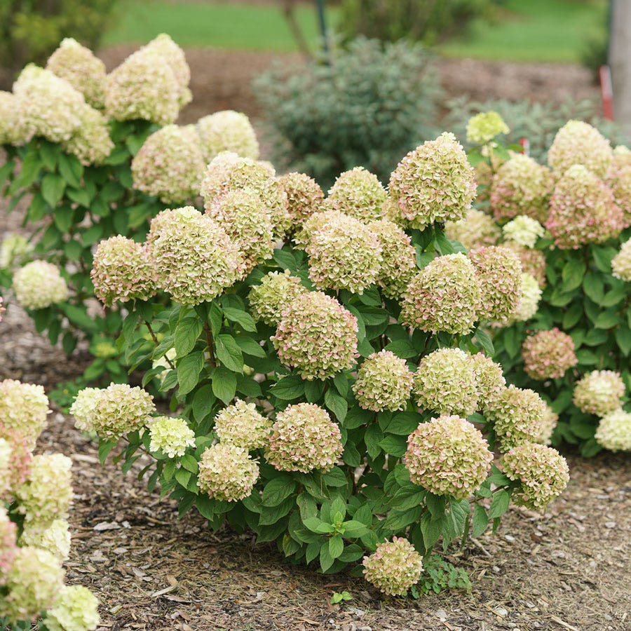 Hydrangea Powerball™ Panicle Hydrangea