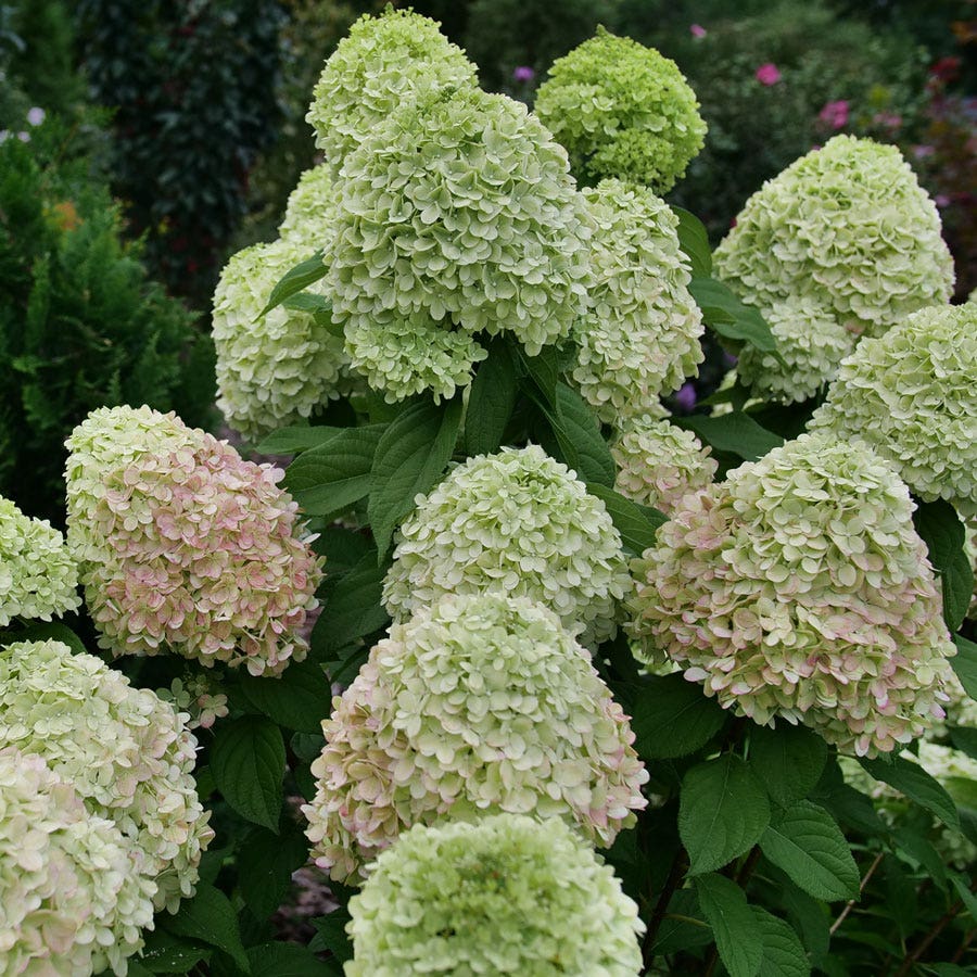 Hydrangea Powerball™ Panicle Hydrangea
