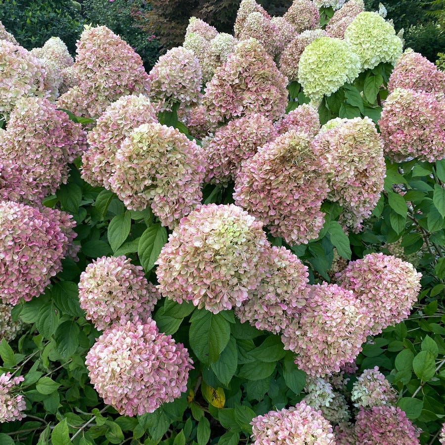 Hydrangea Powerball™ Panicle Hydrangea