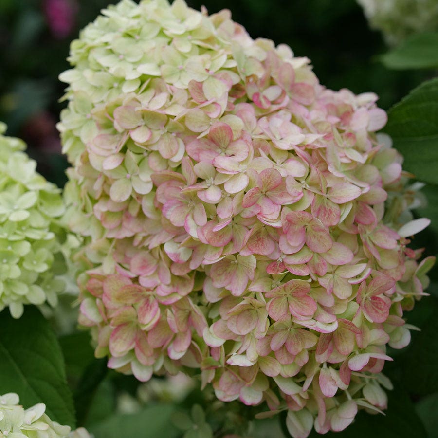 Hydrangea Powerball™ Panicle Hydrangea