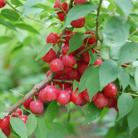 Prunus Easy As Pie™ Bush Cherry
