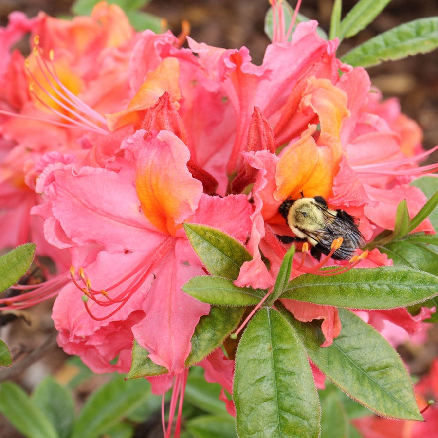 Rhododendron Sweet Reward™ Coral Azalea