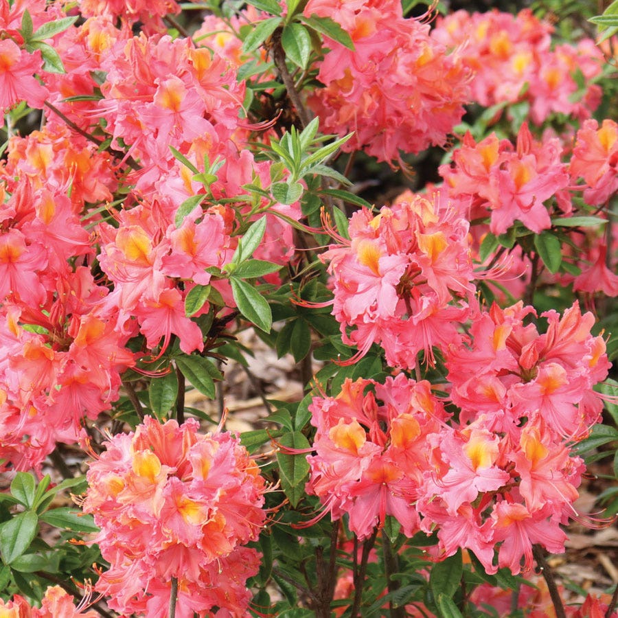Rhododendron Sweet Reward™ Coral Azalea