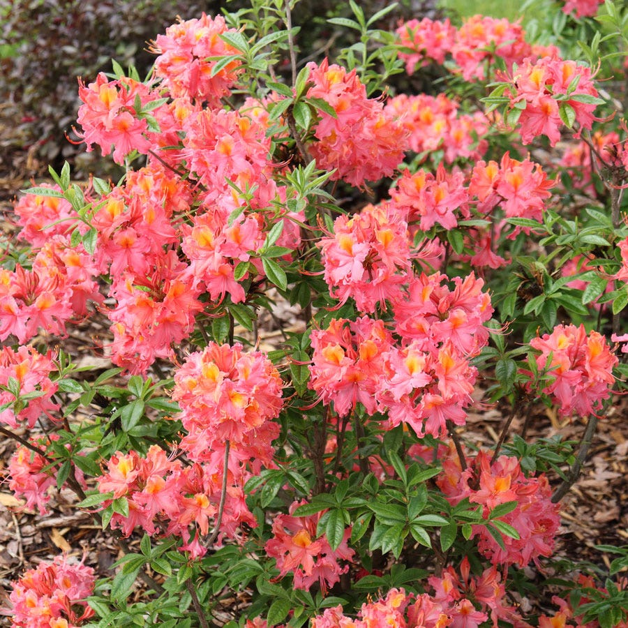Rhododendron Sweet Reward™ Coral Azalea