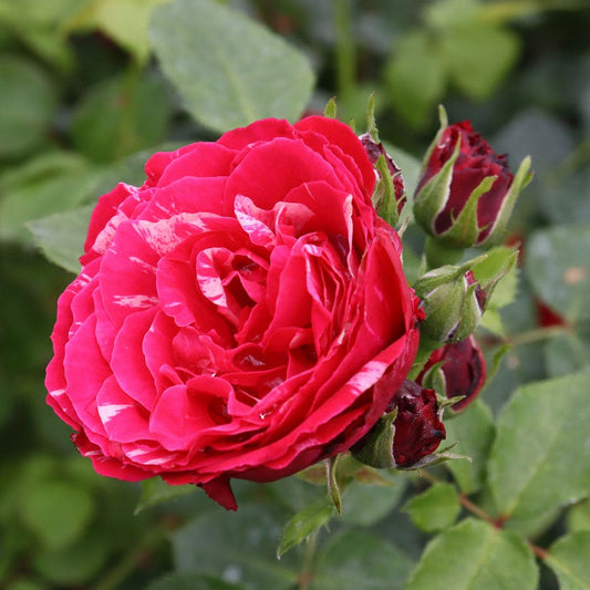 Rosa Oso Easy Red Stripe™ Landscape Rose