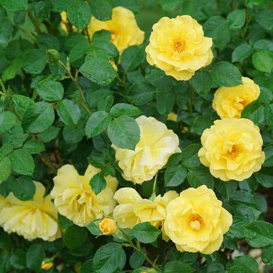 Rosa Reminiscent® Yellow Garden Rose