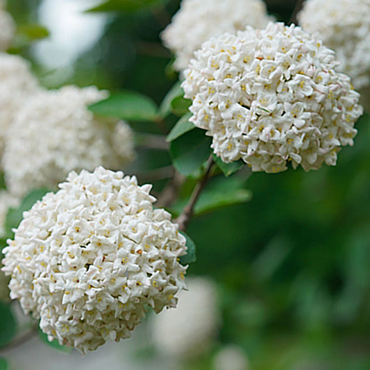 Viburnum Spice Cowboy™ Snowball Bush