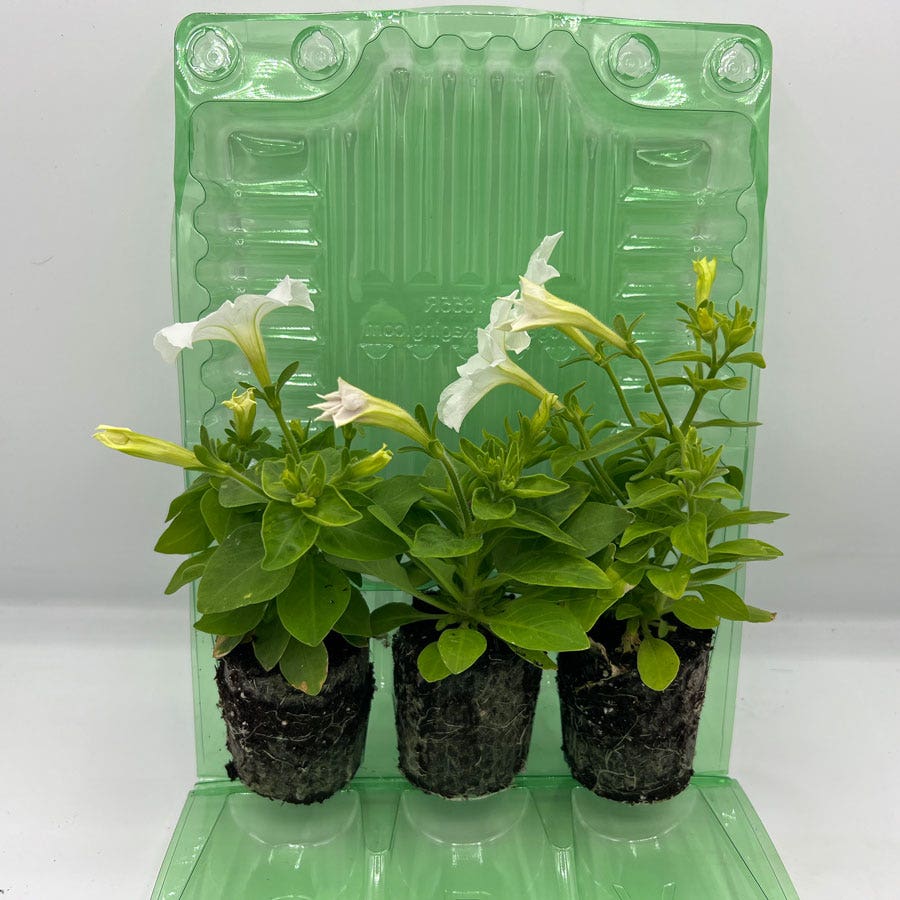 Firefly Petunia