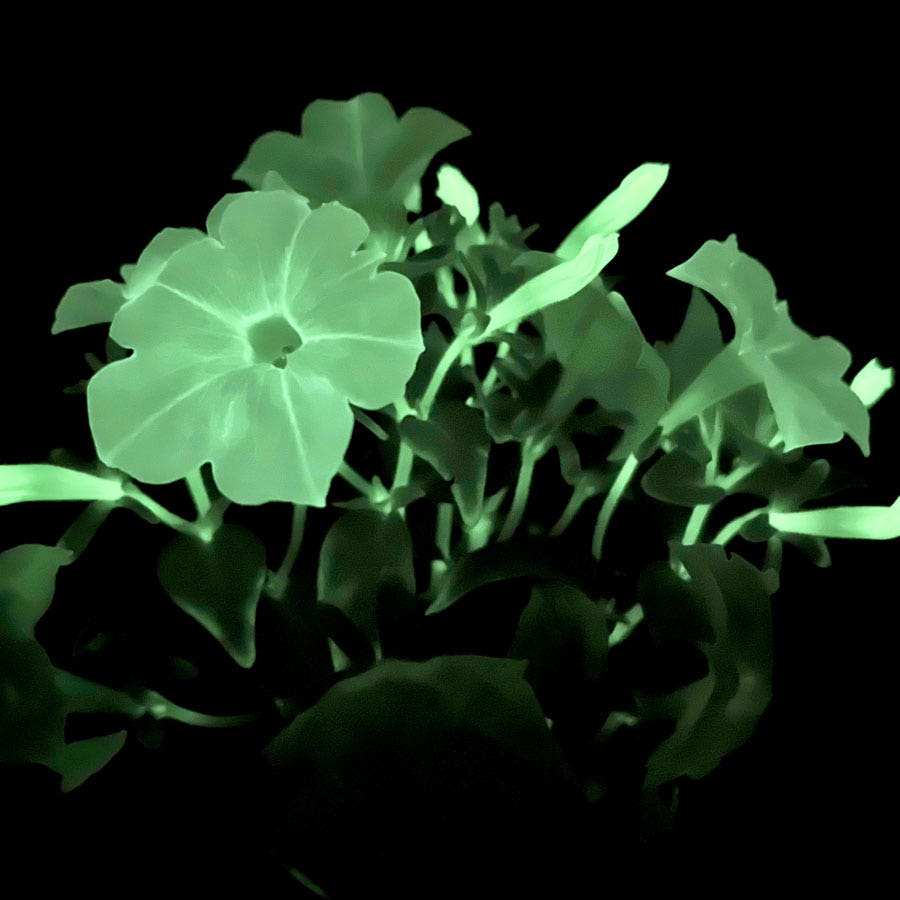 Firefly Petunia
