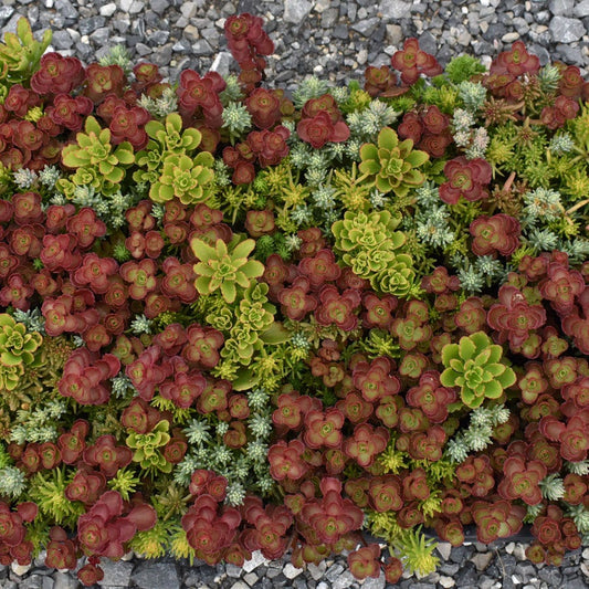 Sedum Tile® Color Splash Stonecrop