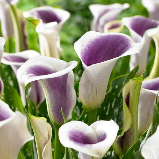 Zantedeschia 'Picasso' Calla Lily Bulbs