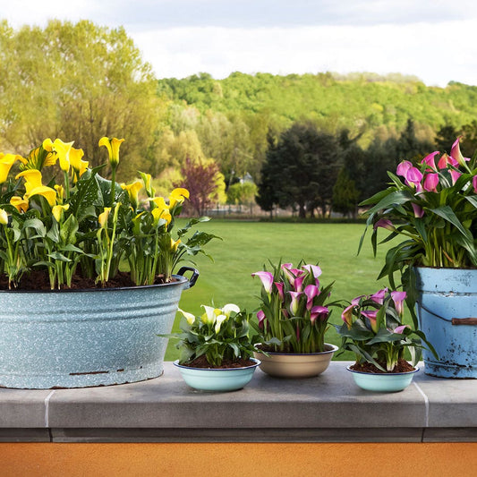Zantedeschia Mixed Calla Lily Bulbs