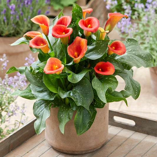 Zantedeschia 'Captain Fuego' Calla Lily Bulbs