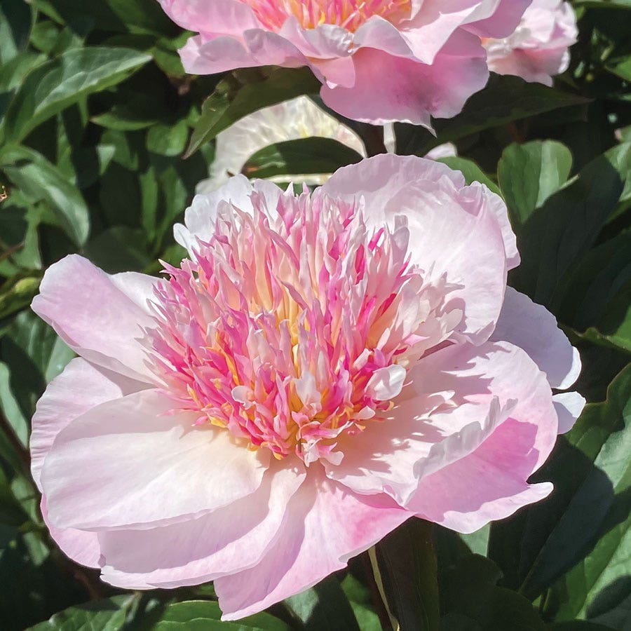 Paeonia 'Do Tell' Peony
