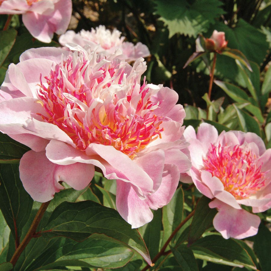 Paeonia 'Do Tell' Peony