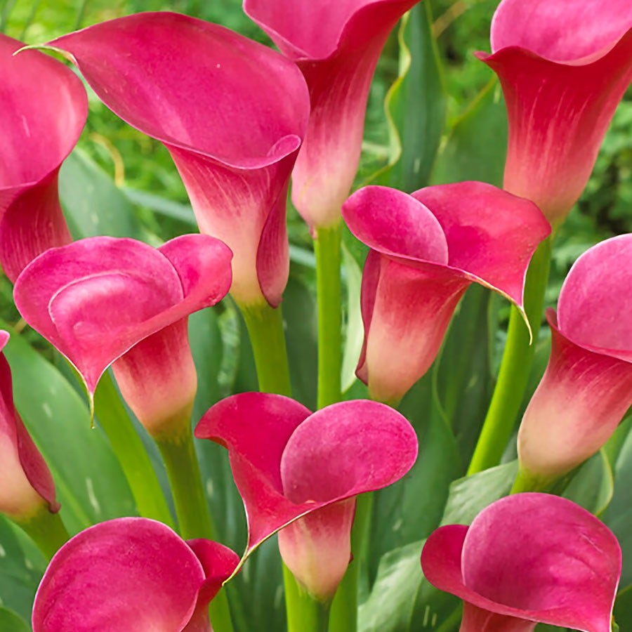spring calla lily plant Zantedeschia 'Pink Jewel' Calla Lily Bulbs