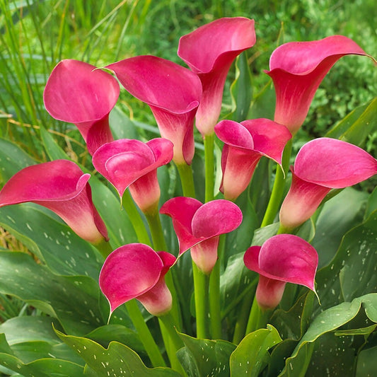 Zantedeschia 'Pink Jewel' Calla Lily Bulbs
