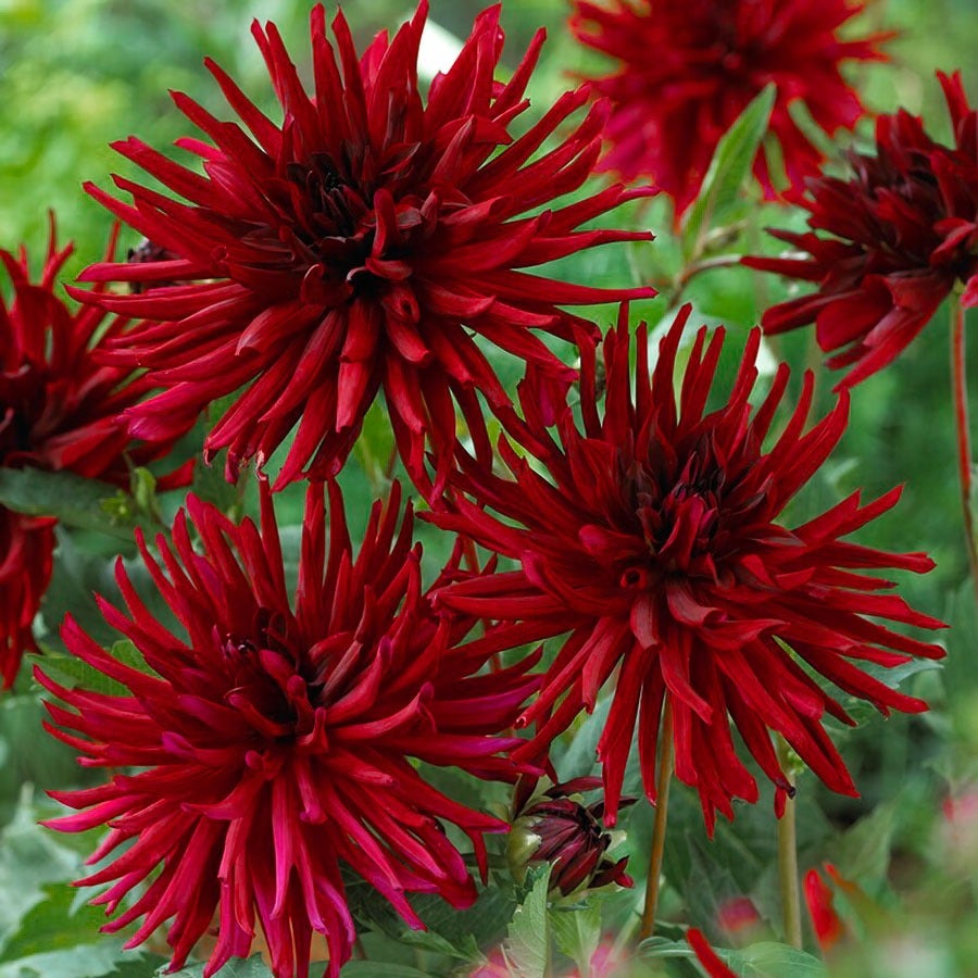 Dahlia 'Black Narcissus' Bulbs