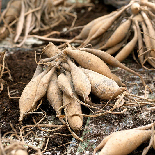 Dahlia Giant Dinnerplate Mix Bulbs