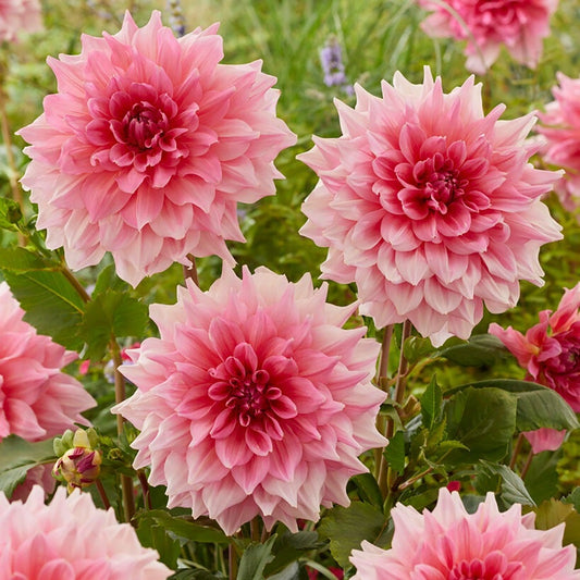 Dahlia 'Otto's Thrill' Bulbs