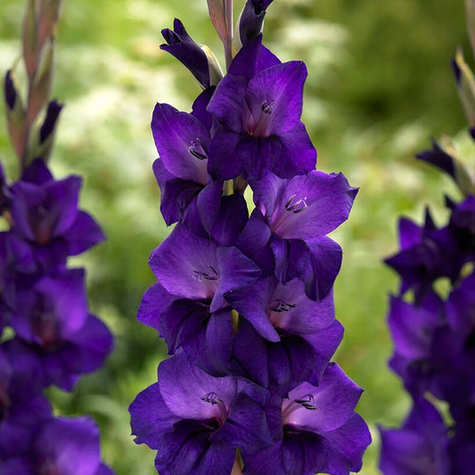 Gladiolus 'Purple Flora' Bulbs