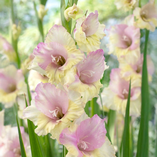 Gladiolus 'Mon Amour' Bulbs