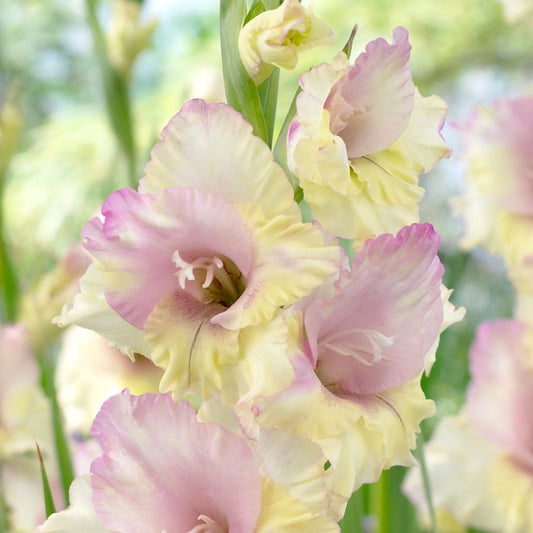 Gladiolus 'Mon Amour' Bulbs