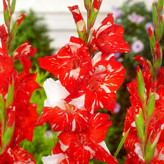 Gladiolus 'Zizanie' Bulbs